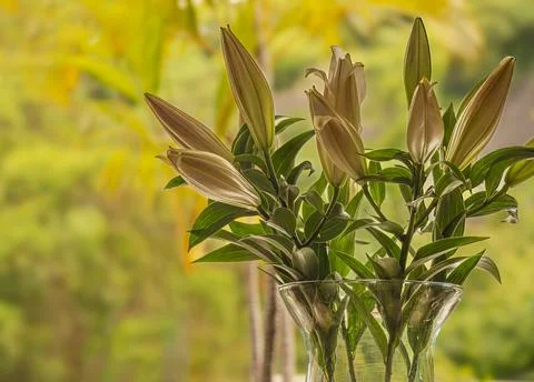 A Vase of easter lilies. Stock Photos