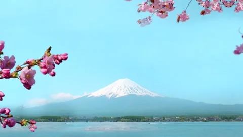 A vase filled with pink flowers Stock Footage 155225073