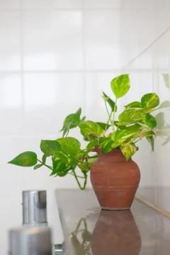 Vase flower Stock Photos
