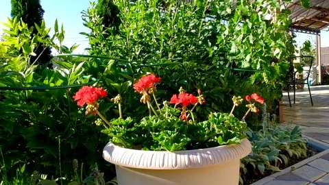 Vase with flowers in the garden Video stock 77832961