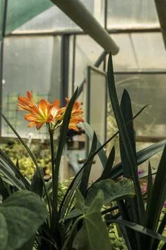 A vase of flowers next to a window Stock Photos
