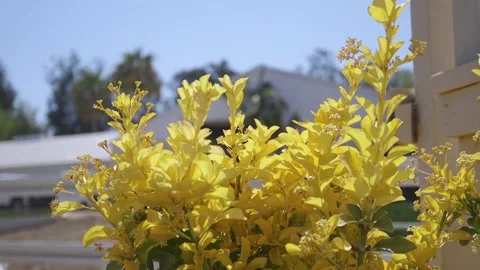 A vase of flowers on a table Stock Footage 156016631