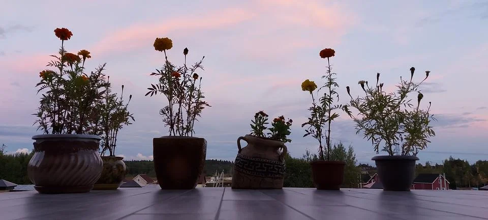 A vase of flowers on a table Stock Photos