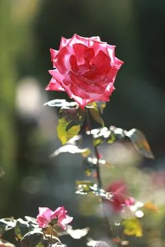 A vase of flowers on a table Stock Photos