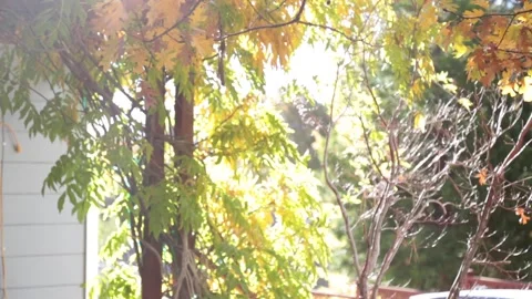 A vase of flowers on a tree Stock Footage 156017465