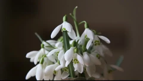 In vase Stock Footage 10855626