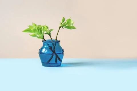 Vase with green branches in background Stock Photos