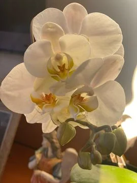 Vase orchid Stock Photos