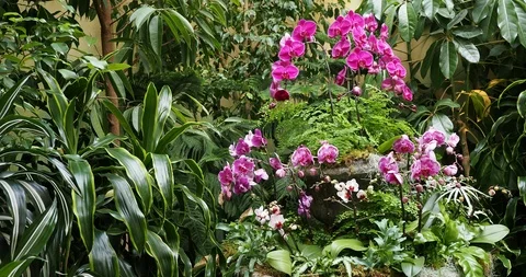 Vase with orchids Stock Footage 123742999