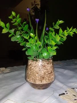 Vase Stock Photos