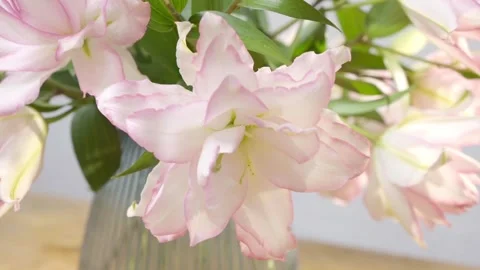 A vase of pink flowers sits on a table Stock Footage 297774239
