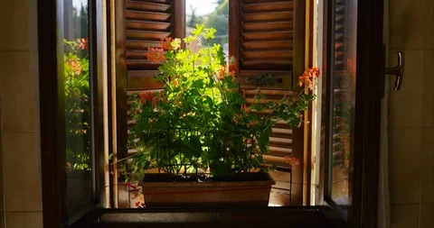 Vase of red geraniums in the soft light of the window of the house Video stock 108931736