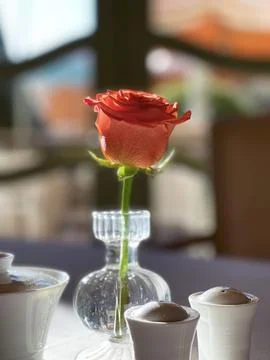 Vase with Red Rose Stock Photos