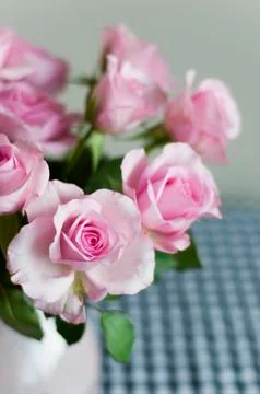 Vase with roses Stock Photos