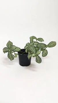 Vase with vitonia on the table Stock Photos