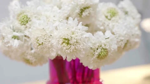 A vase of white flowers sits on a table Stock Footage 297774353