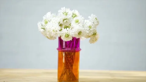 A vase of white flowers sits on a table Stock Footage 297776366