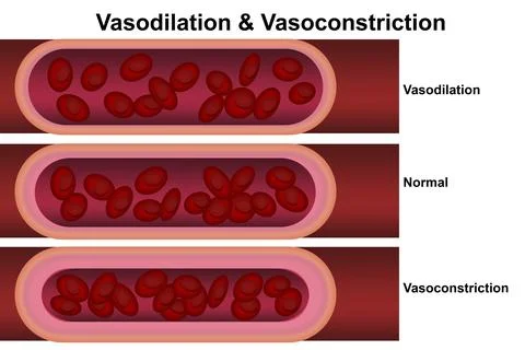 Vasodilation and vasoconstriction. Comparison of Blood vessels Stock Illustration