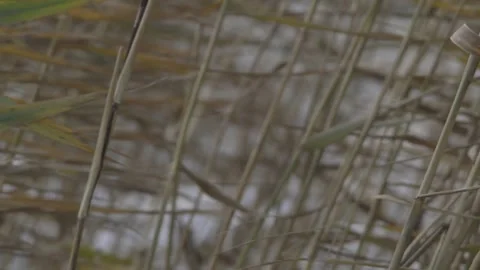 Vassen1 Stock Footage 162338391