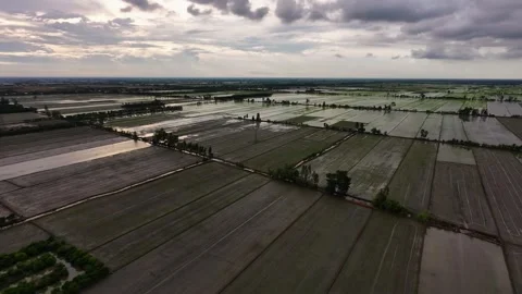 Vast Agricultural Rice Fields Under Dramatic Overcast Sky Vídeos de archivo 340548083