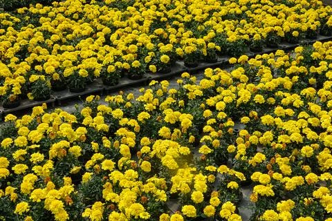A vast array of vibrant yellow marigolds fills a greenhouse Stock Photos