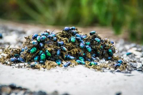Vast assemblage of small green dung beetles congregated on a bed of moss Stock Photos