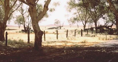 Vast Australian landscape with eucalyptus trees under bright sunlight Stock Illustration