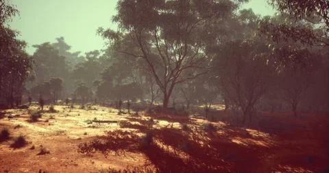 Vast australian outback with trees casting long shadows during dusk Stock Illustration
