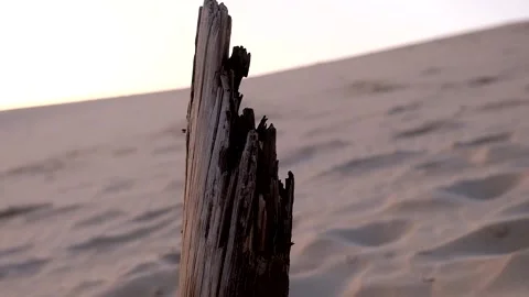 Vast Beach - Rotation around drift wood in dune - Close up Vídeos de archivo 244687201