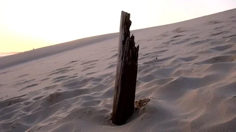 Vast Beach - Slow rotation around wood in dune Vídeos de archivo 244687232