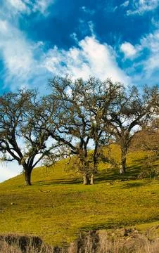 Vast Blue Sky With Wispy Clouds Over Rolling Green Hills And Old Oak Trees Фото