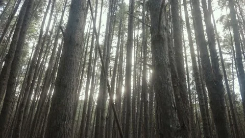 Vast brooding pine tree forest closed in by haze and mist at Olinda Forest Stock Footage 142303498