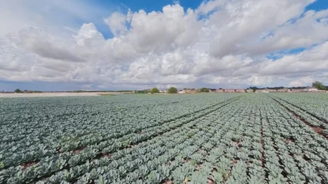 Vast cabbage field stretches under bright, cloudy sky Vidéo 342954908