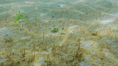 Vast colonies of benthic single-celled algae synthesize many tiny gas bubbles Stock Footage 327208535