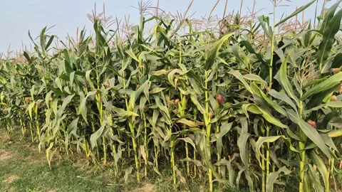 Vast Corn Field with Long Rows of Maize Plants Developing Young Cobs Stock Footage 337015013