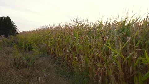A vast corn field stands tall under a bright sky, showcasing agricultural g.. Stock Footage 321918337