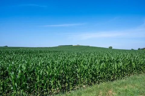 Vast Cornfield Under Blue Sky 库存照片