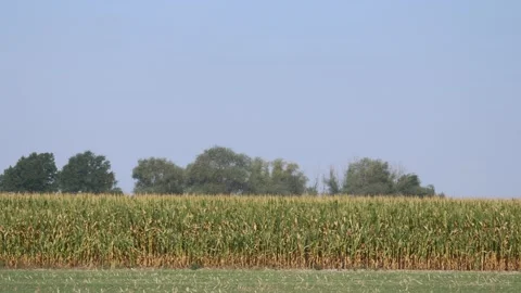 Vast cultivated corn field with trees and a power line pole Stock Footage 343543757