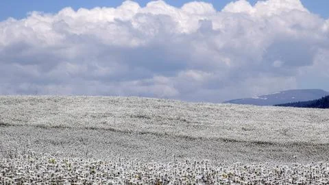 Vast Daisy Meadow Beneath Dramatic Summer Clouds 库存照片