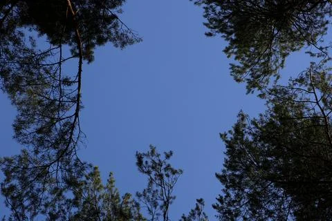 Vast Deep Blue Sky Framed by Dark Pine Tree Branches and Needles Creating a.. Stock Photos