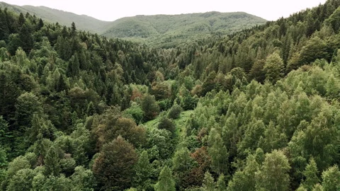 Vast deep green forest valley in the Carpathian mountains under an overcast sky Stock Footage 319493663