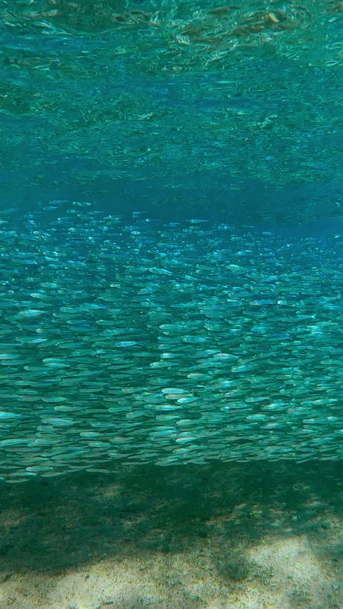 Vast, dense, pulse wall of Silversides stretching along coast during their Video stock 343230379