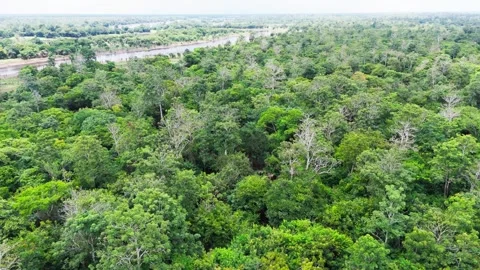 Vast Dense Vegetation, Tropical Rainforest, Cinematic Untouched Amazon Vídeo Stock 331791353