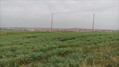 Vast Empty Green Field and Dramatic Sky Stock Footage 333311015