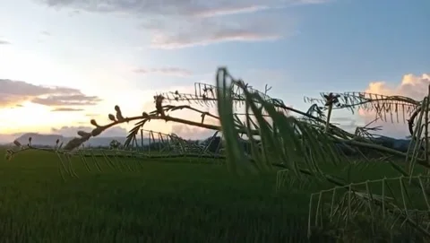 A vast expanse of green rice fields stretches out beneath a soft dusk sky. Stock Footage 328176904
