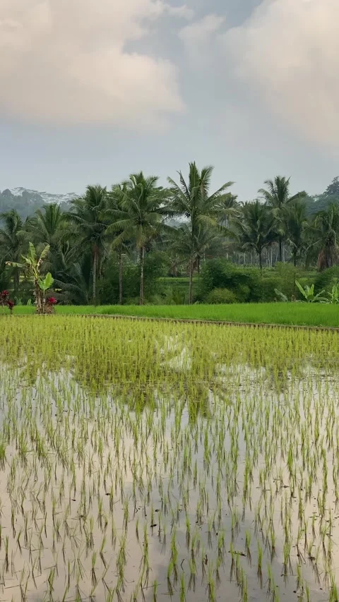 A vast expanse of rice fields with coconut trees in the background Vidéo 346838435