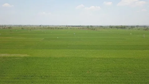 Vast expanse of rice fields Stock Footage 130169537