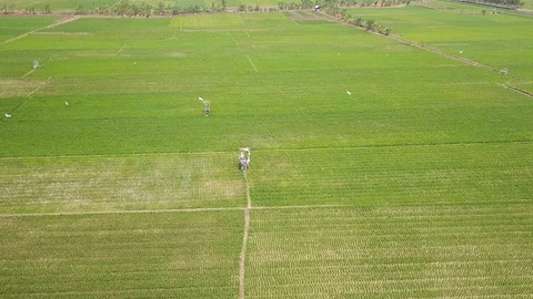 Vast expanse of rice fields Video stock 130169621