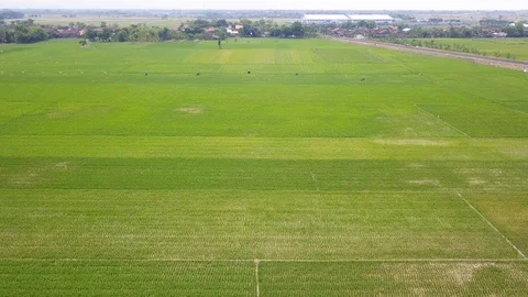 Vast expanse of rice fields Video stock 130169759
