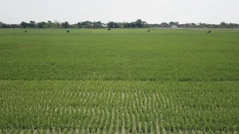 Vast expanse of rice fields Video stock 130169968